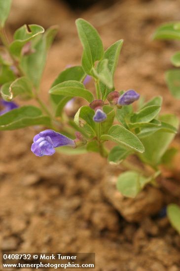 Scutellaria antirrhinoides