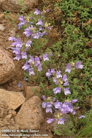 Penstemon davidsonii var. praeteritus