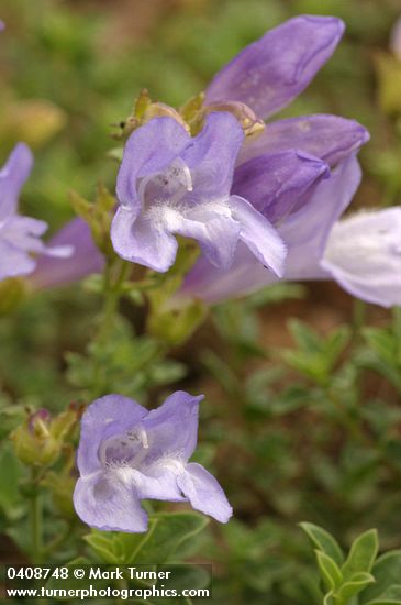 Penstemon davidsonii var. praeteritus