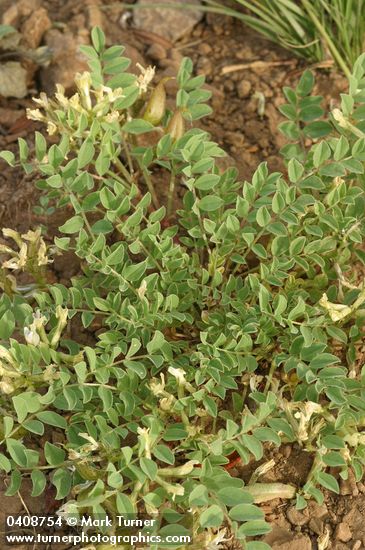 Astragalus lentiginosus
