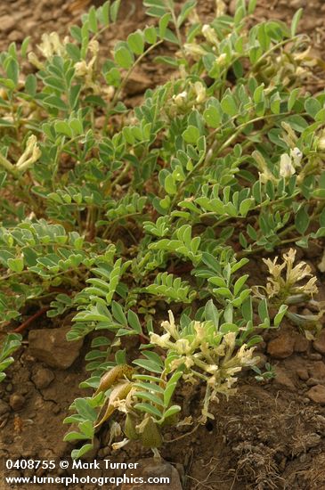 Astragalus lentiginosus