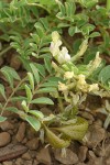 Mottled Locoweed blossoms, foliage & immature fruit