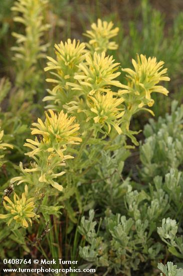 Castilleja applegatei ssp. pinetorum