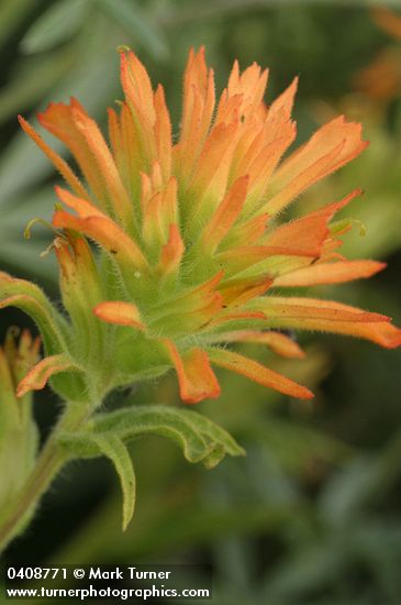 Castilleja applegatei ssp. pinetorum