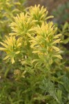 Wavyleaf Indian Paintbrush (yellow form) bracts & blossoms detail