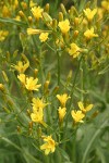 Long-leaved Hawksbeard blossoms