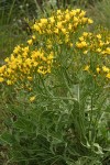Long-leaved Hawksbeard