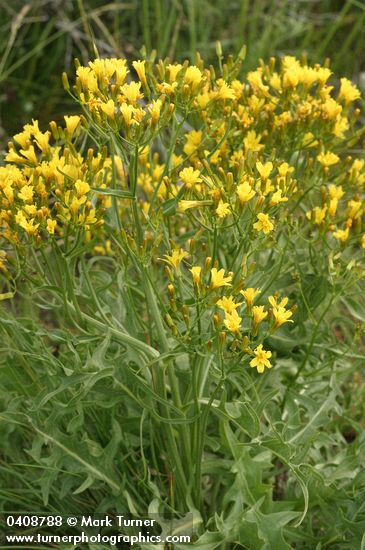 Crepis acuminata