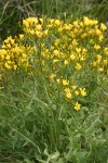 Long-leaved Hawksbeard