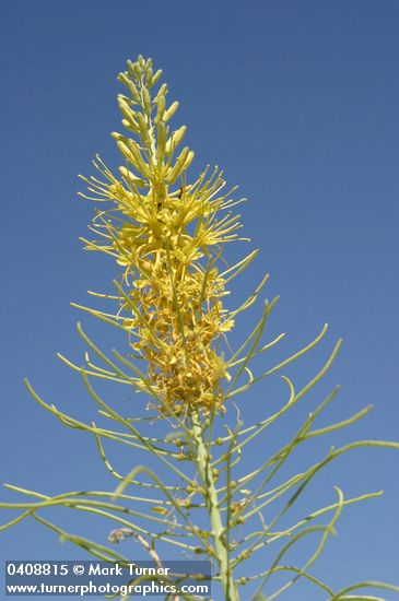 Stanleya pinnata