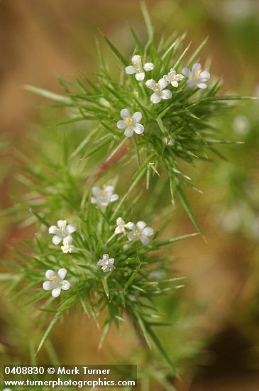 Navarretia divaricata