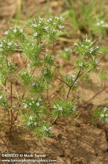 Navarretia divaricata