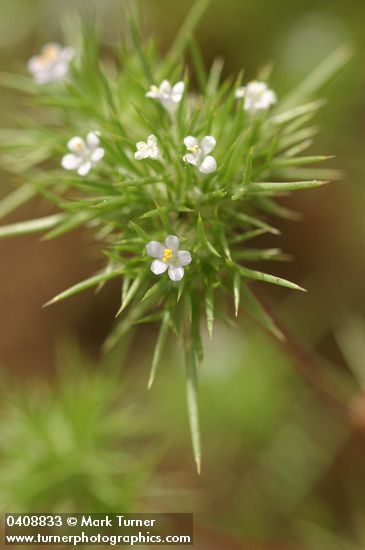 Navarretia divaricata