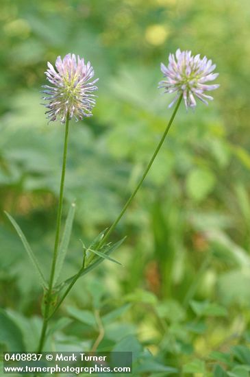 Trifolium douglasii