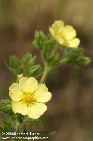 Potentilla recta