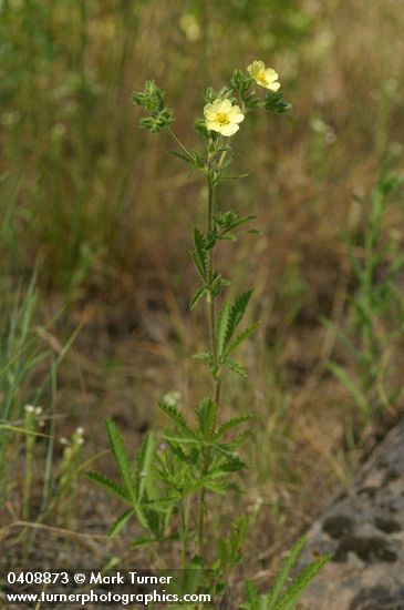 Potentilla recta