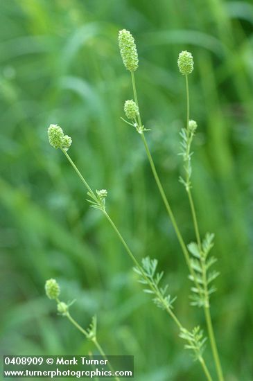 Sanguisorba occidentalis
