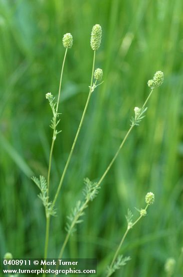 Sanguisorba occidentalis