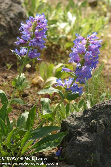 Penstemon pennellianus