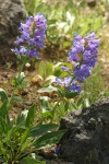 Blue Mountain Penstemon