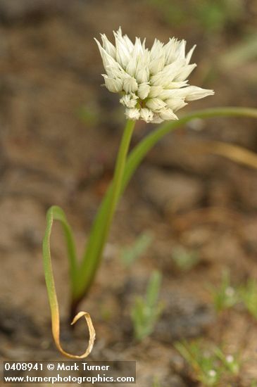 Allium brandegeei