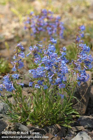 Penstemon attenuatus