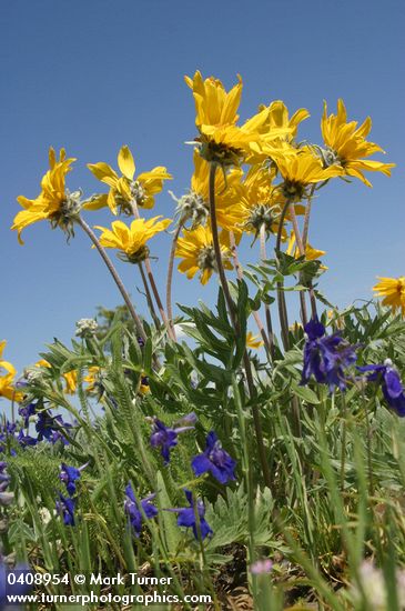 Balsamorhiza incana; Delphinium nuttallianum
