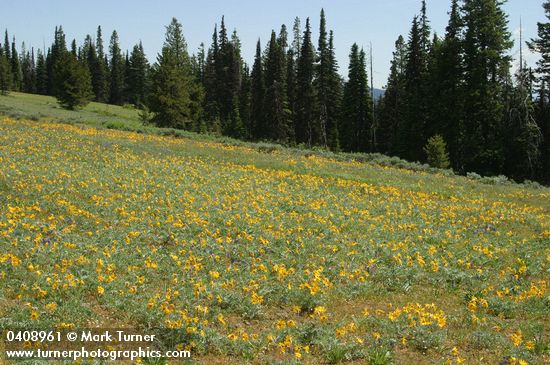 Balsamorhiza incana