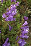 Shrubby Penstemon
