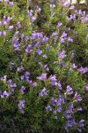 Shrubby Penstemon