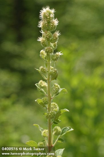 Phacelia heterophylla