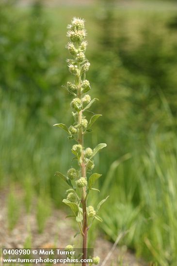 Phacelia heterophylla