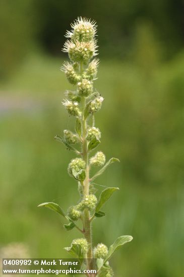 Phacelia heterophylla