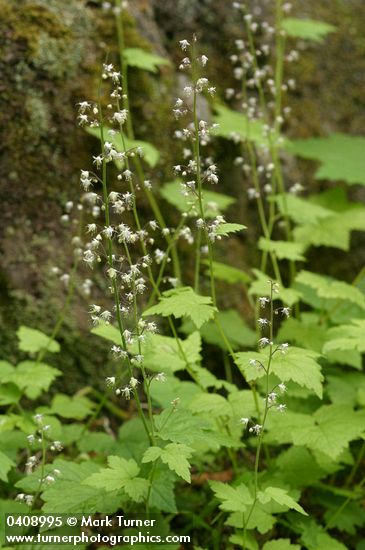 Tiarella trifoliata var. unifoliata