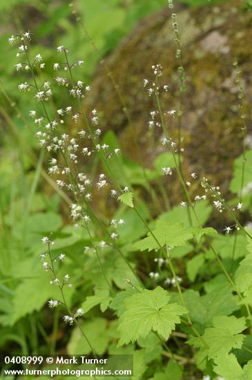Tiarella trifoliata var. unifoliata
