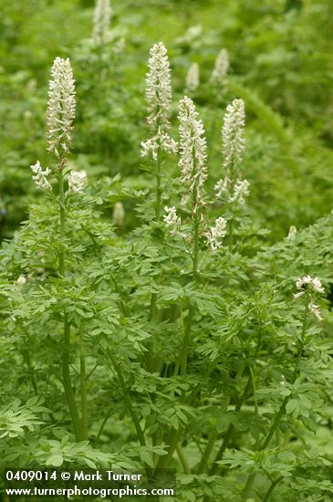 Corydalis caseana
