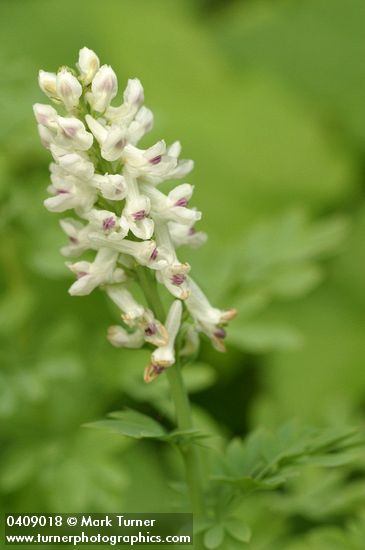 Corydalis caseana