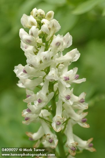 Corydalis caseana