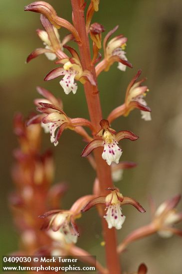 Corallorhiza maculata