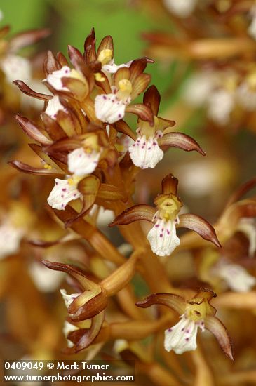 Corallorhiza maculata