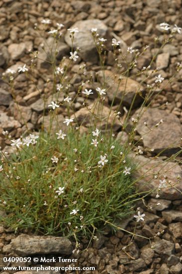 Arenaria aculeata