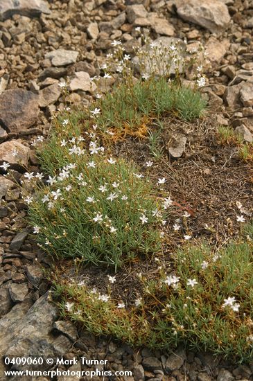 Arenaria aculeata