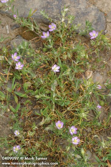 Spergularia rubra