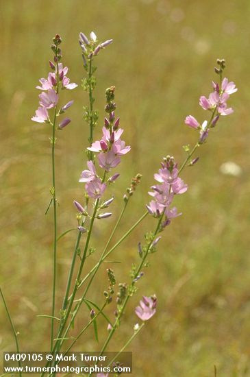 Sidalcea neomexicana