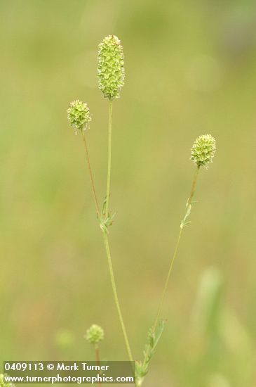 Sanguisorba occidentalis