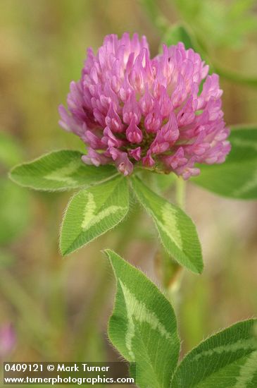 Trifolium pratense