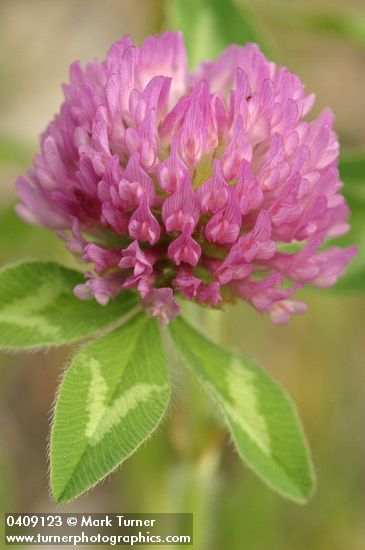 Trifolium pratense