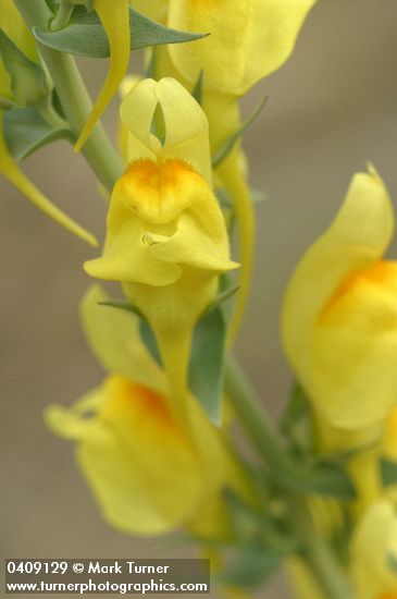 Linaria dalmatica