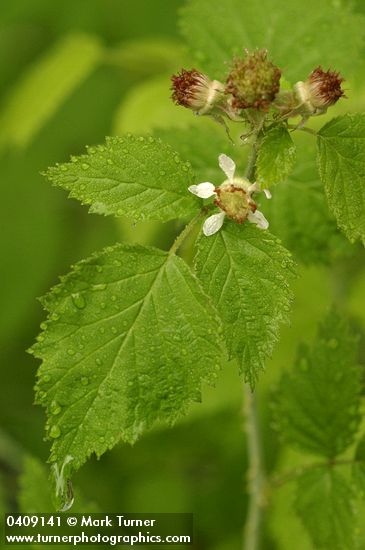 Rubus leucodermis