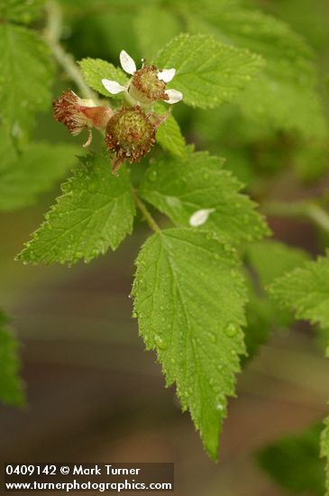 Rubus leucodermis